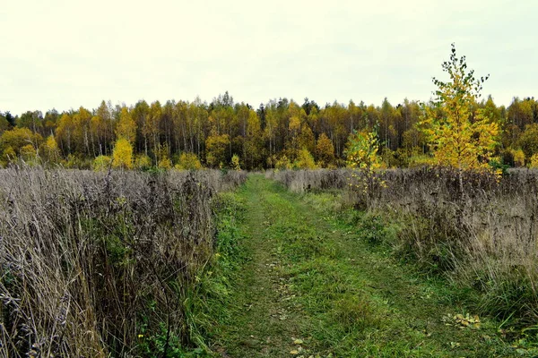 Straße Durch Ein Feld Mit Trockenem Gras Und Herbstwald Hintergrund — Stockfoto