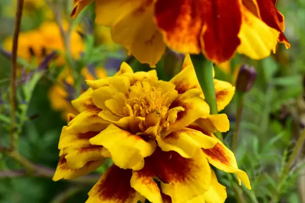 Flor Brillante Jardín — Foto de Stock