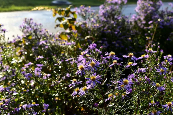 Mor çiçekler sabah yağmurundan sonra güneşte
