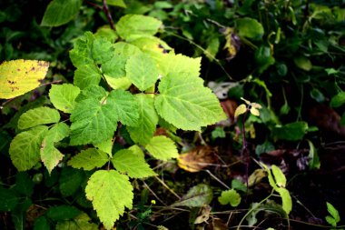 Ahududu yaprakları sonbaharda bahçede