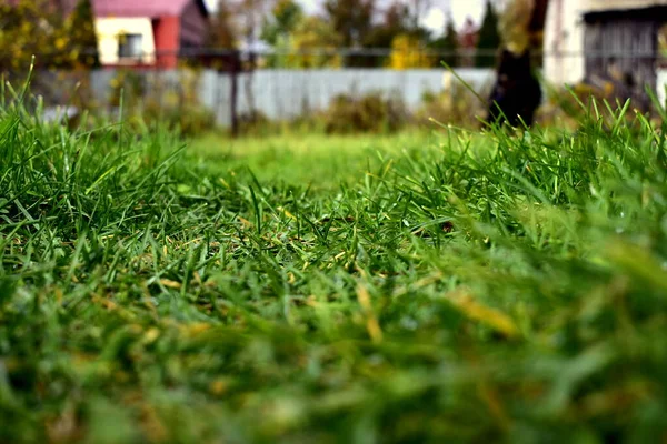 Green Grass Backyard — Stock Photo, Image
