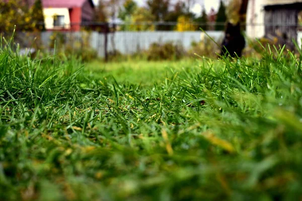 Herbe Verte Dans Cour Arrière — Photo