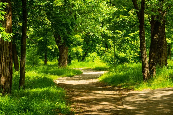 Пейзаж звивистої брудної дороги через ліс серед зелених дерев, кущів і трави в міському парку. Тінь. Літній час . Ліцензійні Стокові Зображення