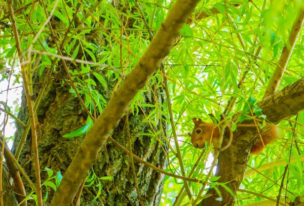 Rotes Eichhörnchen auf der breiten alten Weide im Central Park vor den Bäumen saftig grüne Zweige am Sommerwurmtag. Aus nächster Nähe. Seitwärts. Der Blick eines Eichhörnchens. Neugierige Eichhörnchen. Tiere in der — Stockfoto