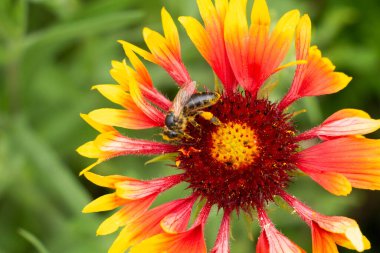 Pençelerinde polen olan bir arı Hint battaniye çiçeğinin üzerinde oturur ve nektar toplar. Bal bitkisi Bakeh.