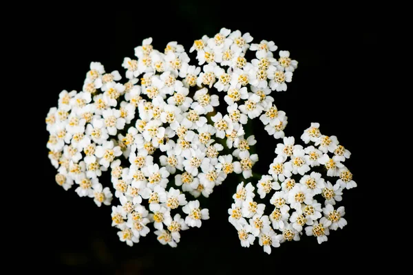 검은 배경에서 흰 인침. 노란 수술을 하는 흰 작은 꽃들이 많이 있다 — 스톡 사진