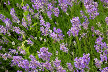 Küçük leylak çiçekli yeşil çimenler