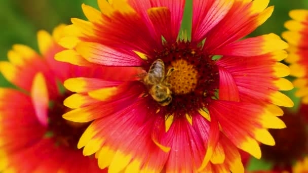 A rovar csíkos méh mászik végig az indiai takaró virág keresve nektár és elrepül. Könnyű szellő rázza a növényt.. — Stock videók