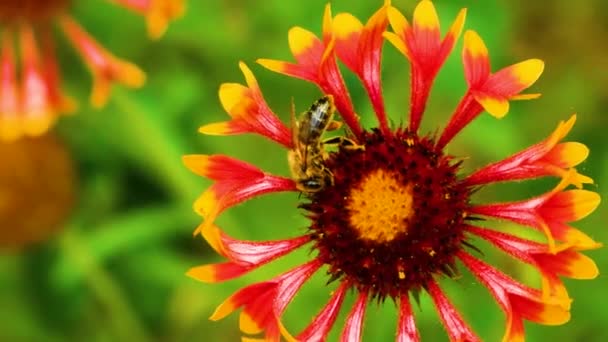 Close-up of Indian Blanket wildflower blowing in gentle breeze with a blurred background. A striped insect bee works.Top view — Stock Video