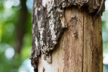 Kabuklu ağaç gövdesi. Bokeh. # Parkta yaz zamanı #