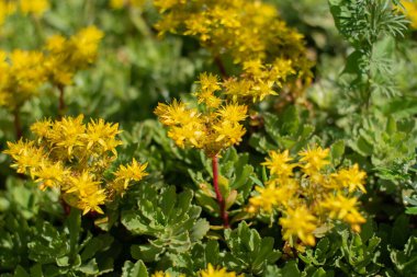Çok fazla nem gerektirmeyen bitkiler taşların üzerinde büyüyebilirler. Yeşil yapraklı bir çiçek çalılığı. St Johns-wort 'u delin.