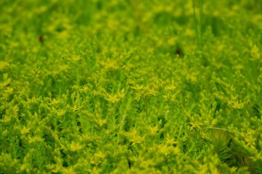 Sarı küçük çiçeklerle karışık yeşil sulu çimenler. Sulu yeşil arka plan. Bulanık arkaplan.