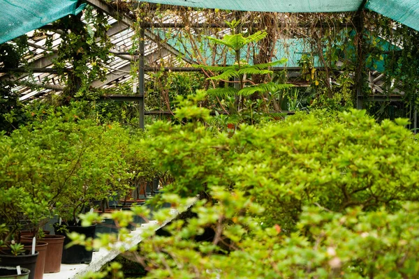 Potted tree plants are hardly in a mysterious, seemingly abandoned greenhouse. By design, a climbing plant is woven. — Stock Photo, Image