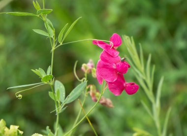 İnce saplı pembe fasulye çiçeği ve diğer bitkileri sarmak için anten..