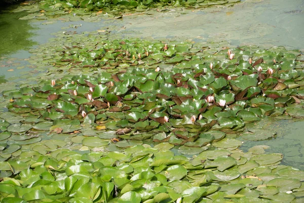 A água é completamente coberta com lótus rosa florescendo. A água tem um tom esverdeado — Fotografia de Stock