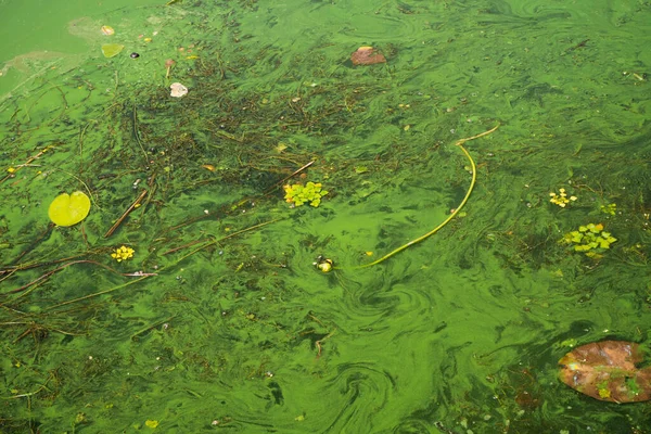 A superfície suja do reservatório é coberta com manchas verdes. A água está a florescer. Poluição fluvial — Fotografia de Stock