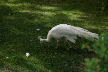 Erkek beyaz tavus kuşu çimlere doğru eğilerek çimlerde yürür. Kraliyet kuşu.