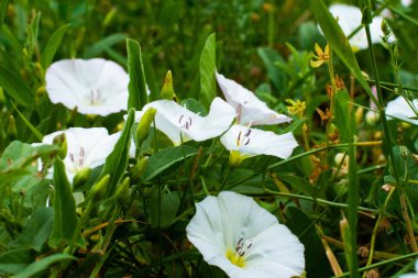 Diğer yeşillikler arasında çiçek açan bir tarla yosununun yakın görüntüsü. Bazı tomurcuklar henüz çiçek açmadı.