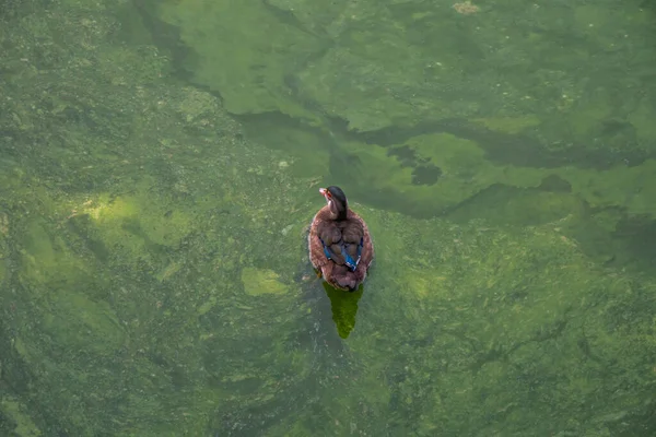 Vista superior de um dreno solitário que repousa sobre a água de um rio ou lago poluído — Fotografia de Stock