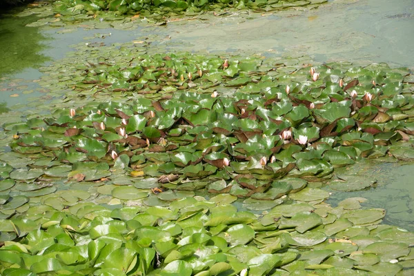 Pohled na houštiny kvetoucího lotosu. Zelený vodní povrch. — Stock fotografie