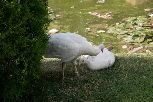 Homem-pavão olha para a fêmea. Família de pavões na lagoa no gramado — Fotografia de Stock