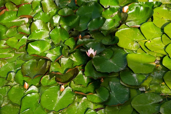 분홍빛 연꽃이 핀다. 녹색 잎 은물 표면에 붙어 있다. 침대보를 깔고 있는 연꽃. — 스톡 사진
