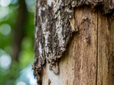 Kabuklu ağaç gövdesi. Ekran koruyucuları ve arka plan için uygun. Bokeh