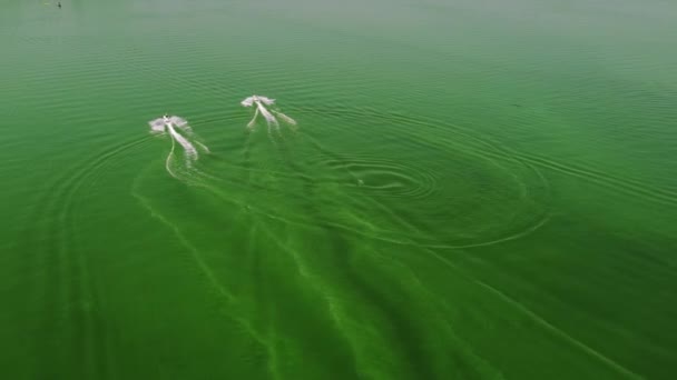 Két jet ski-s ember úszik egy gyöngyházfényű zöld vízfelületen hullámokkal. Drónlövések. Kilátás felülről — Stock videók