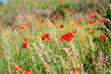 Yabani kulaklar ve diğer çim ve bitki örtüleri arasında çok güzel gelincikler. Sıcak güneş ışığı