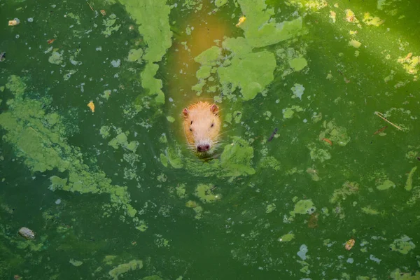 赤い栄養は汚れた開花水に浮かぶ。鼻は豚のかかとのようです — ストック写真