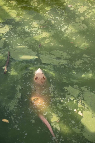 黄色いネズミが泥の中から水の中を泳いでいる。栄養のはげの尾。バックビュー — ストック写真