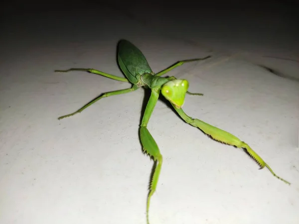 Green Locust Aka Grass Hopper Closeup View — Φωτογραφία Αρχείου
