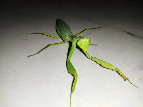 Verde Locust Aka Grass Hopper Close View — Fotografia de Stock