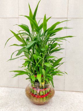 Yeşil yapraklı cam vazodaki şanslı bambu bitkisi namı diğer Dracaena Sanderiana açık renk arkaplan üzerine.