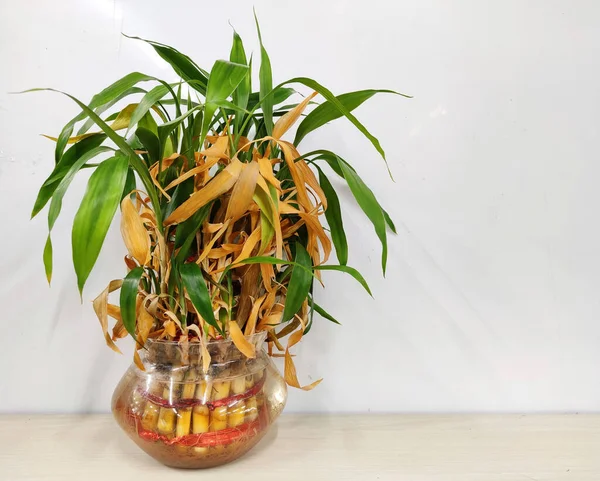Kuru şanslı dekoratif bambu bitkisi ya da Solmuş Dracaena Sanderiana cam vazoda beyaz arka planda masanın üzerine yerleştirilmiş..
