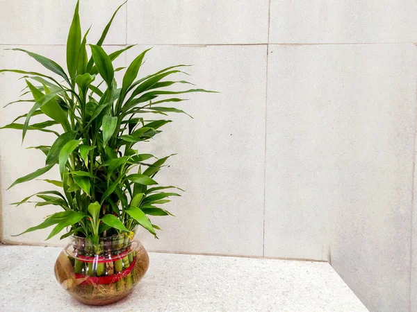 Yeşil yapraklı cam vazodaki şanslı bambu bitkisi namı diğer Dracaena Sanderiana açık renk arkaplan üzerine.