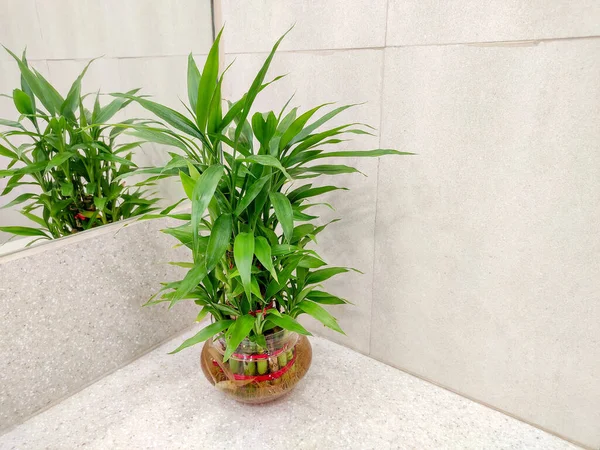 Ev dekorasyonu için şanslı bambu ağacı Dracaena sanderiana bitkisi olarak bilinen aynanın önüne yerleştirildi..