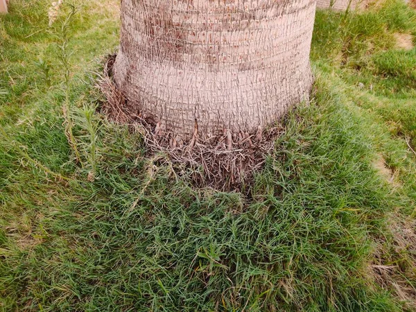 Palm tree roots in ground full of grass — Stock Photo, Image