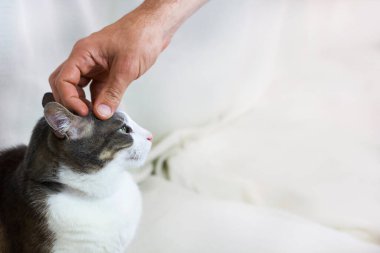Kedi ile oynayan ve Kedi 'nin kafasını tırmalayan bir adam beyaz koltukta oturuyor. Aile Hayvanları. Duygusal Destek Hayvanı. Evcil hayvan bakım konsepti. Metin için boşluk