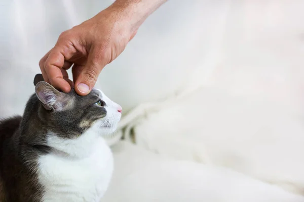 一个男人坐在白色的沙发上 和猫玩耍 爱抚猫的头 家庭宠物狗 情感支持动物 宠物关心的概念 案文的篇幅 — 图库照片