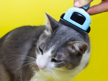 Kedi bakımı, yün tarama. Ekspres deri. Sarı arka planda güzel bir kedi. Tımar edilmiş hayvanlar, taranmış saçlar. Kedi bakıcılığı ustası..