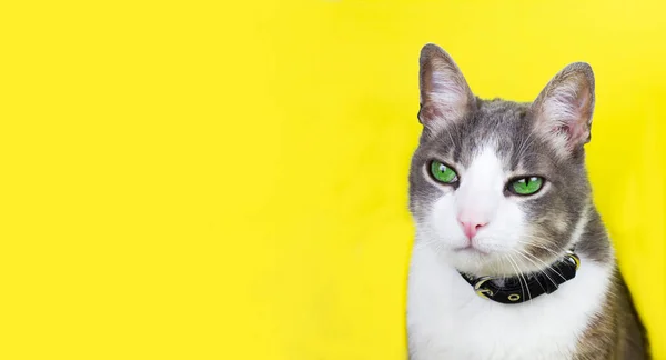 Close Retrato Gato Branco Cinza Com Olhos Verdes Contra Fundo — Fotografia de Stock