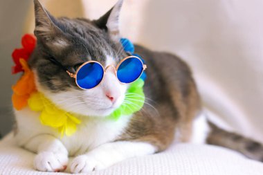 Yuvarlak retro güneş gözlüğü takan kedi, arka planda bir mağarada dinleniyor. Tatil kedisi. Hawaii kedisi. Brezilya karnavalını kapatın.
