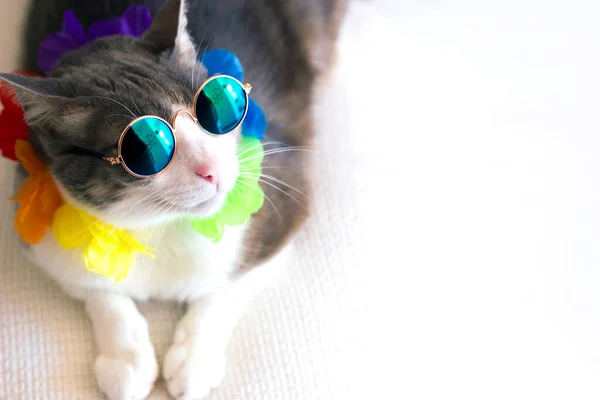 Portrait of a funny cat wearing sunglasses lying in a white sofa in summer. Cat enjoying holidays and looking at the sun. hawaii cat. Close up. Top view. Space for text