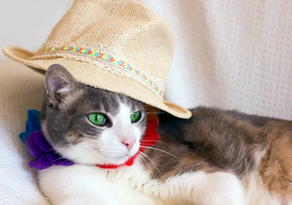 Gato Verdadeiro Engraçado Saindo Férias Verão Havaí Gato — Fotografia de Stock