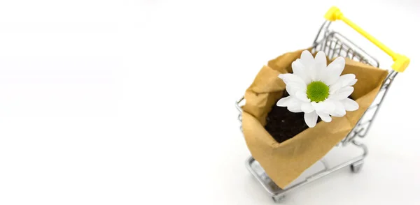 Tijd Tuinieren Koop Bloemen Spruitjes Online Met Een Snelle Levering — Stockfoto