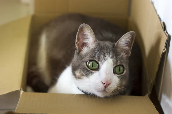 Центральноевропейская Бело Серая Кошка Зелеными Глазами Лежащая Картонной Коробке Смотрящая — стоковое фото