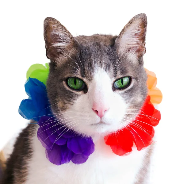 Gato Férias Uma Lei Havaiana Guirlanda Isolado Fundo Branco Gato — Fotografia de Stock