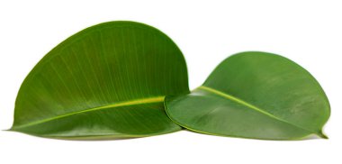 Manolya ağacının iki yeşil yaprağı beyaz arka planda izole edilmiş, yakın plan kesiti. Ortasına odaklan. Doğa ve ekolojik kavram.