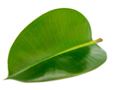 Manolya 'nın yeşil yaprağı beyaz arkaplanda izole edilmiş. Doğa ve çevre kavramı. Magnolia ağaç yaprağını kapat..